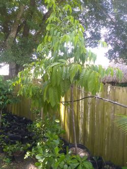 Sugar apple coster Apple chirimoya Anon