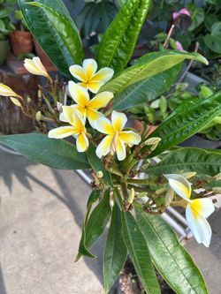 Plants hawaiana