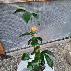 Rhapidophora Decursiva Plants 6" Pot