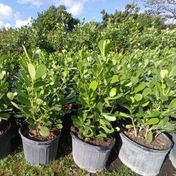 Clusia Privacy Hedge Plants 7gl 🌿 3ft $13