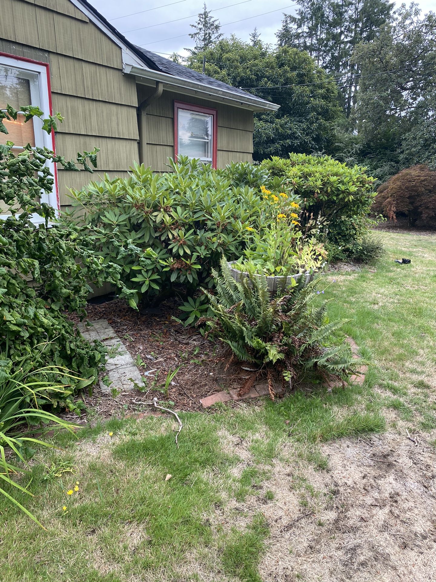 Rhododendrons and others ? Free