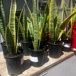 Snake Plants