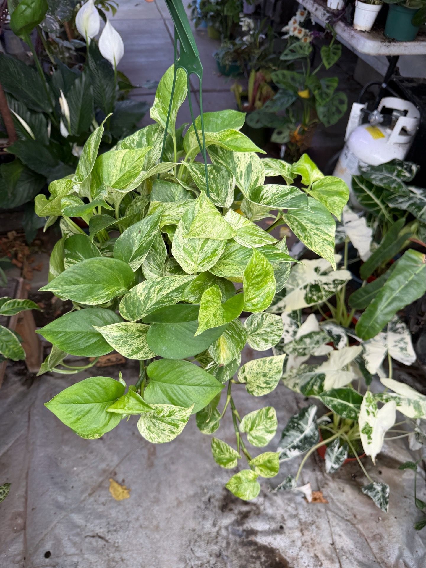 6” marble queen pothos