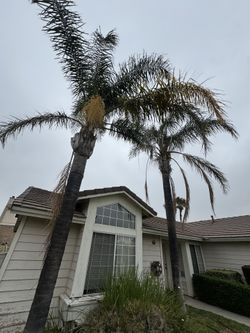 Palm Trees
