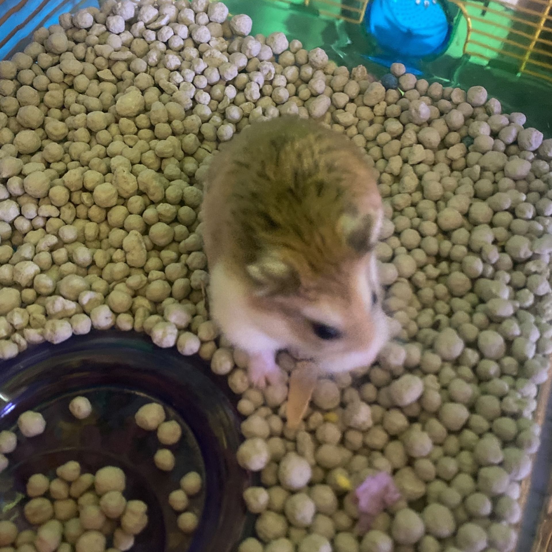Female Hamster