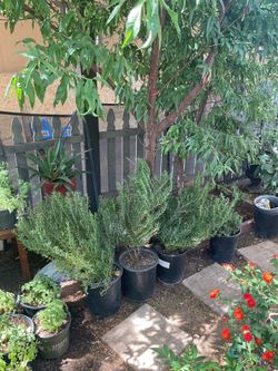 Rosemary plants