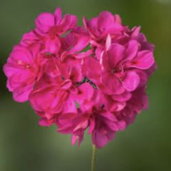 Pink And Hot Pink Geraniums  🪴💜🩷