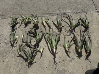 ⚠️ Aloe Vera Desert Plant tree