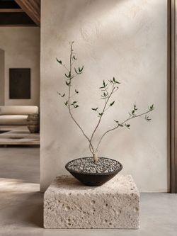 Commiphora Humbertii (Handmade Planter Included) #G1 ‘Local LA Seller’