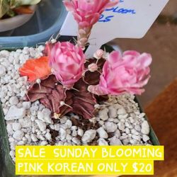 Cacti And Plant Sale IN San Lorenzo. Dm For Address Please. Skyline Succulents 