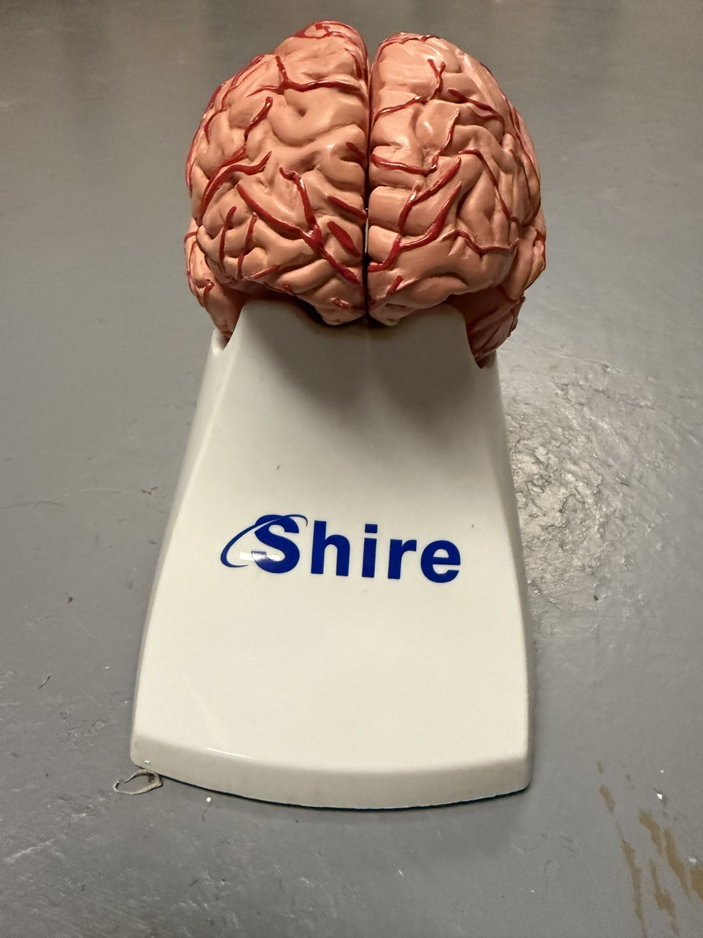 Brain Model