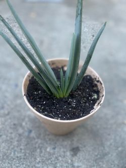 Nice plant