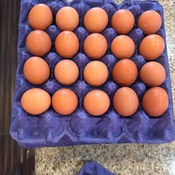 FRESH EGG CHINO FARMER- FAMILY BUSINESS 