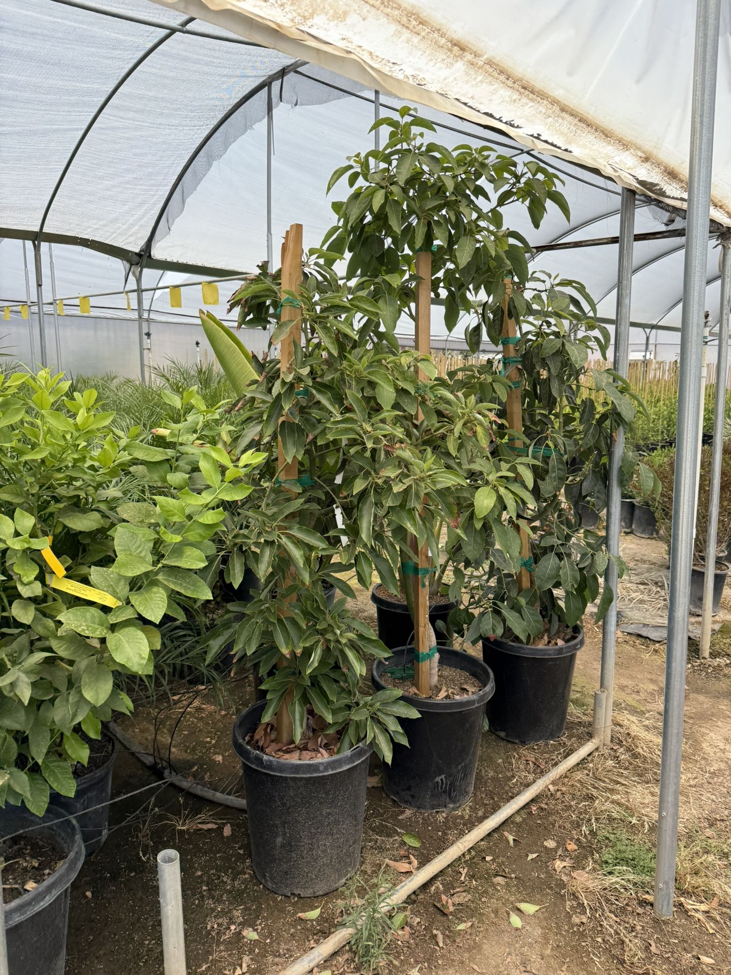 Avocados Fuerte And Ettinger 15 Gal