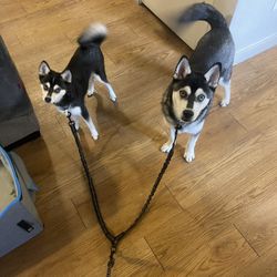 Two Leash Dog Leash