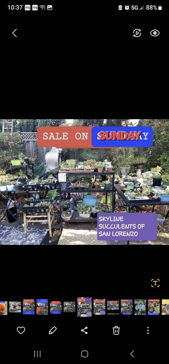 HUGE PLANT SALE. $3 AND UP THIS SUNDAY IN SAN LORENZO..FROM 1PM TO 4PM DONT MISS IT. LAST ONE?