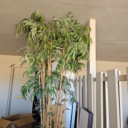 9 FEET TOLL BAMBOO 