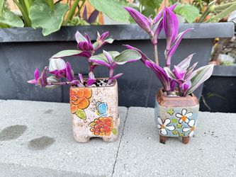 $10 Each Pot Tradescantias