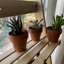 Succulents 