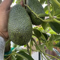 gem avocado with fruit