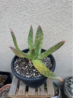 Aloe Vera Plant/Savila