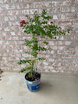 Pink Crape Myrtle Plant