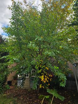 Sour cherry tree