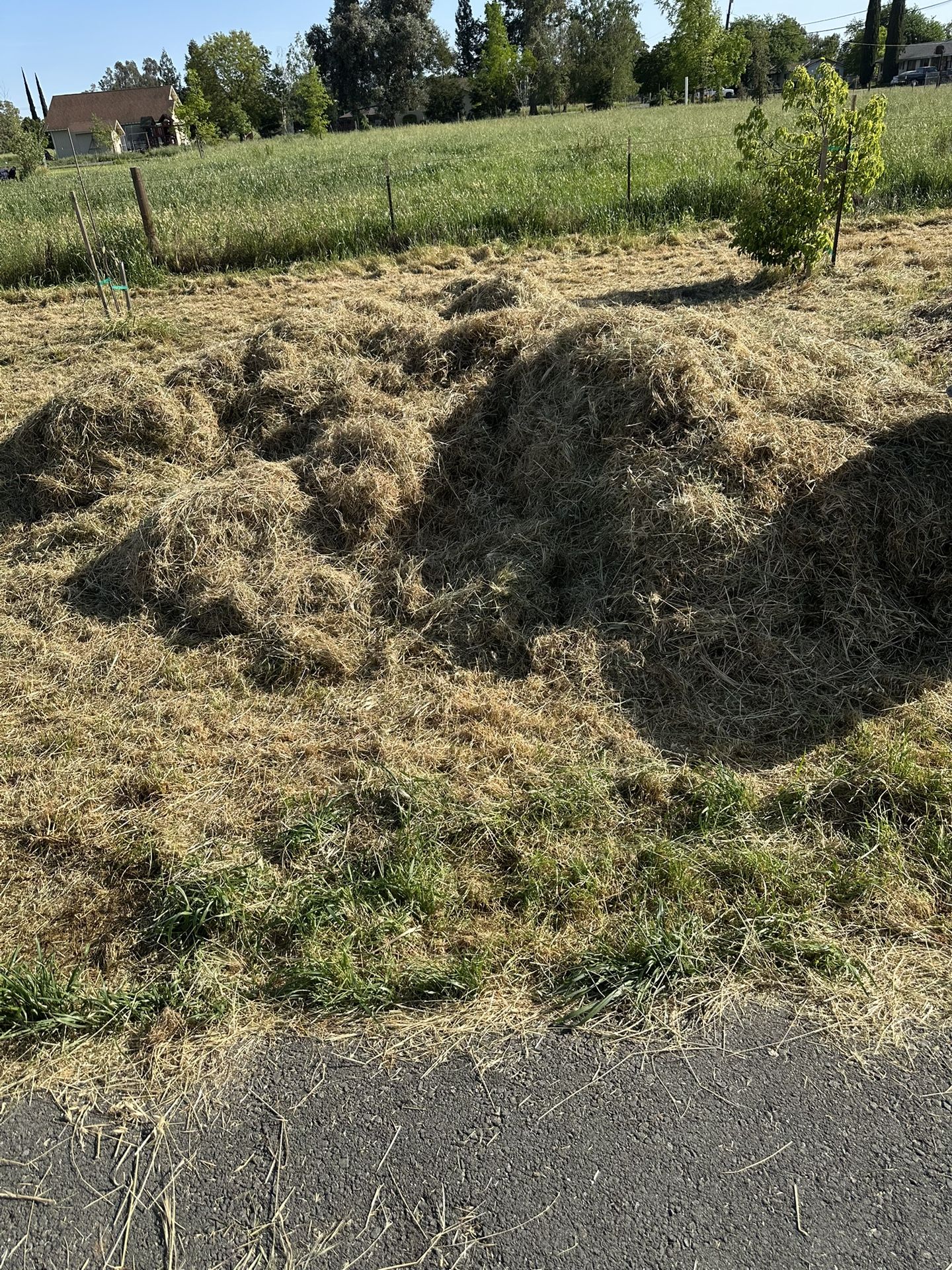 Free Hay
