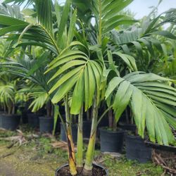 Beautiful Christmas Palms 6 Feet Tall Measurements Over The Pot!!! Fertilized! Adonidias Plants!!!