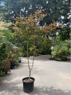 Stunning mature ‘Emperor I’ Japanese maple —