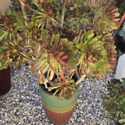 4 Ft  Tall   Black  Rose Succulents  sale for $60.00 and 21in.Tall Sale for $25.00