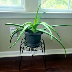 Aloe Vera Plant With Stand