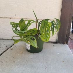 Potted Plant