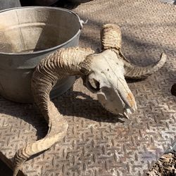 Stunning Full Curl Ram Skull - Western Decor/Oddity Piece  