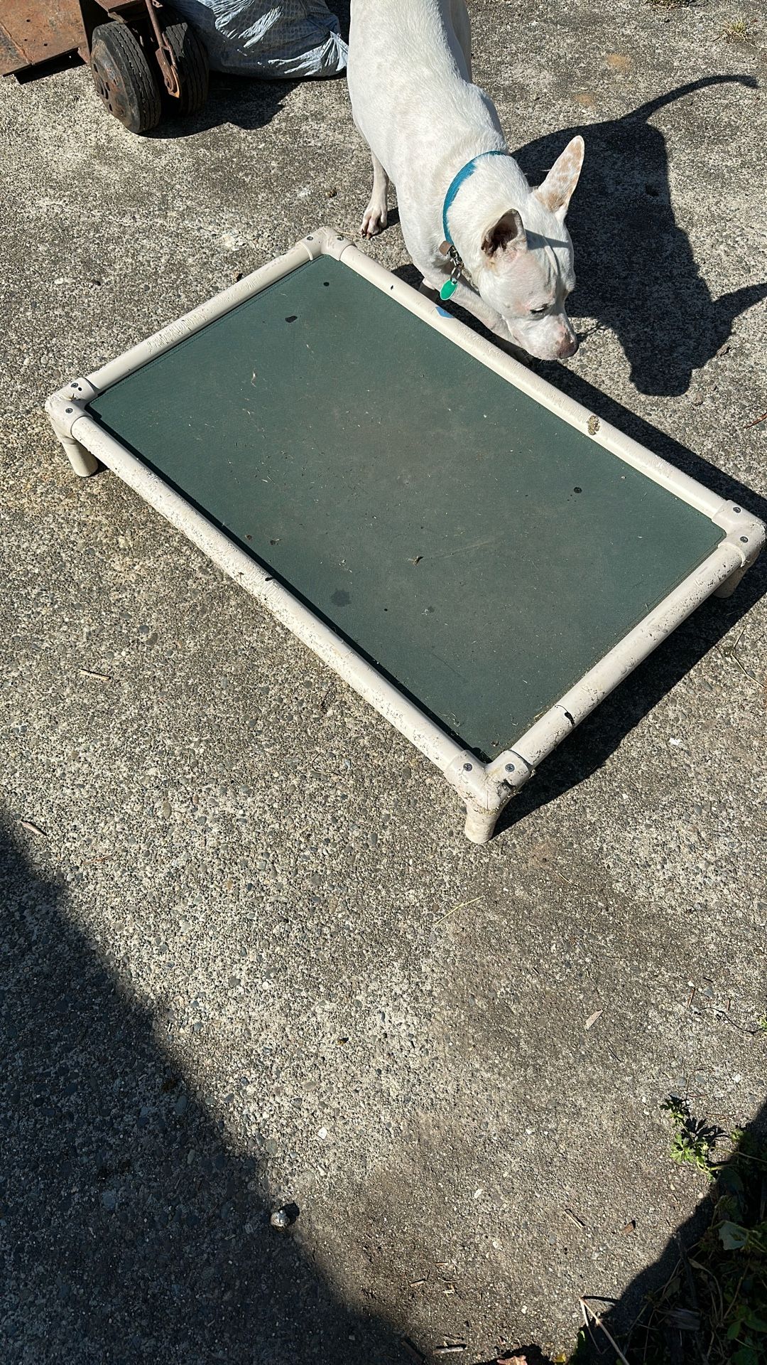Dog Bed Thing