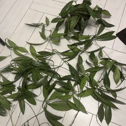 Healthy Hoya Plant 5” Pot