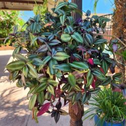 Hanging Tradescantia Zebrina Wandering Jew 