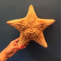Star Fish ✨ Real✨