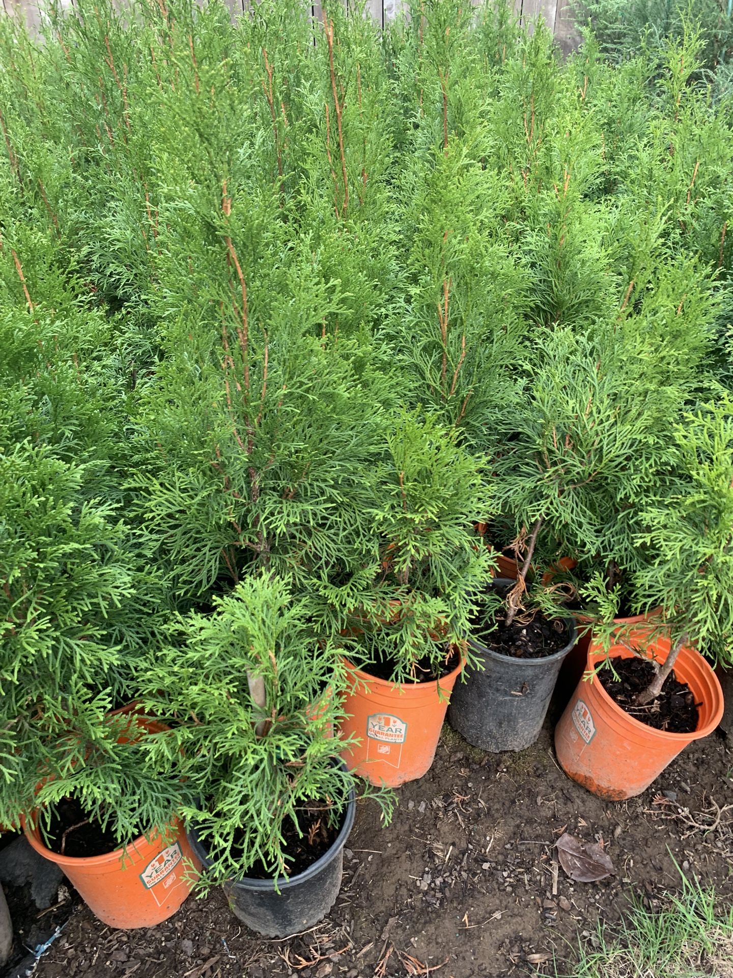1-2 F Small Arborvitae Trees 