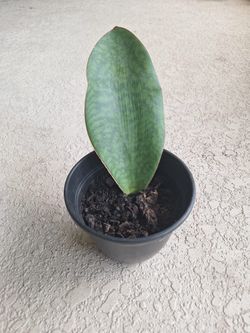 Potted Whale Fin Snake Plant (Sansevieria Masoniana)