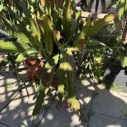 Pink Succulent Orchid Plant