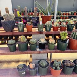 Cactus Only $30 Each Pick Up