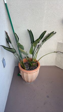 Birds of paradise