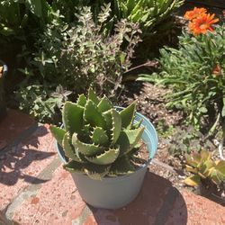 Aloe nobilis succulent plant