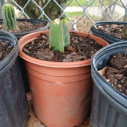 Thornless Succulent Catus Baby Plants $1 Each 