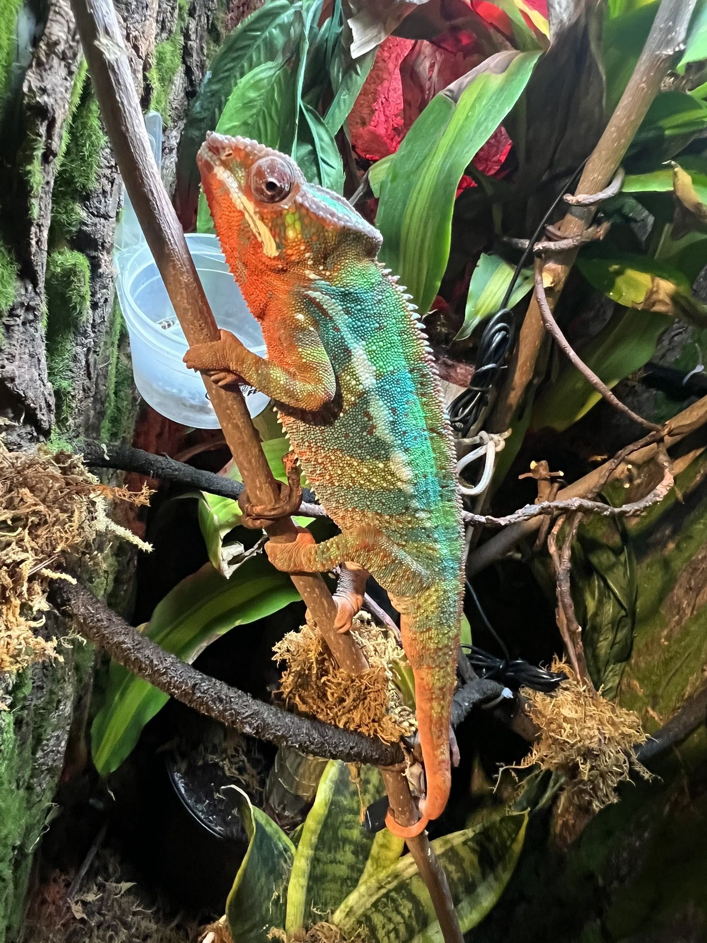 Panther chameleon For Sale