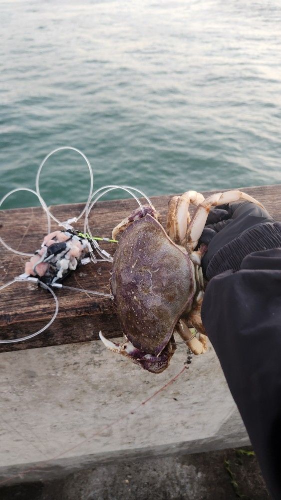 Crab Snare For Catching Dungeness Crab