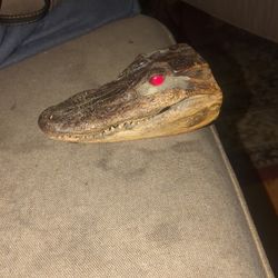 Alligator Skull Really Cool