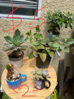 Bendo plantas en castroville ca