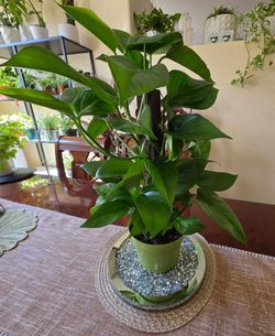 💚🌱Jade Pothos on a Support Post🌿🌱💚